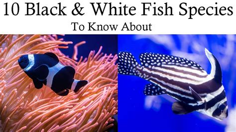 Black And White Fish Name .